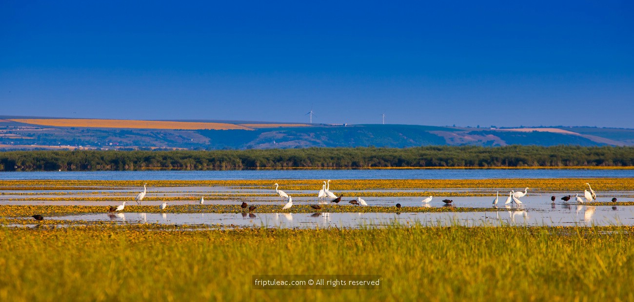 109290594_3320368604690039_4993530654937369035_n