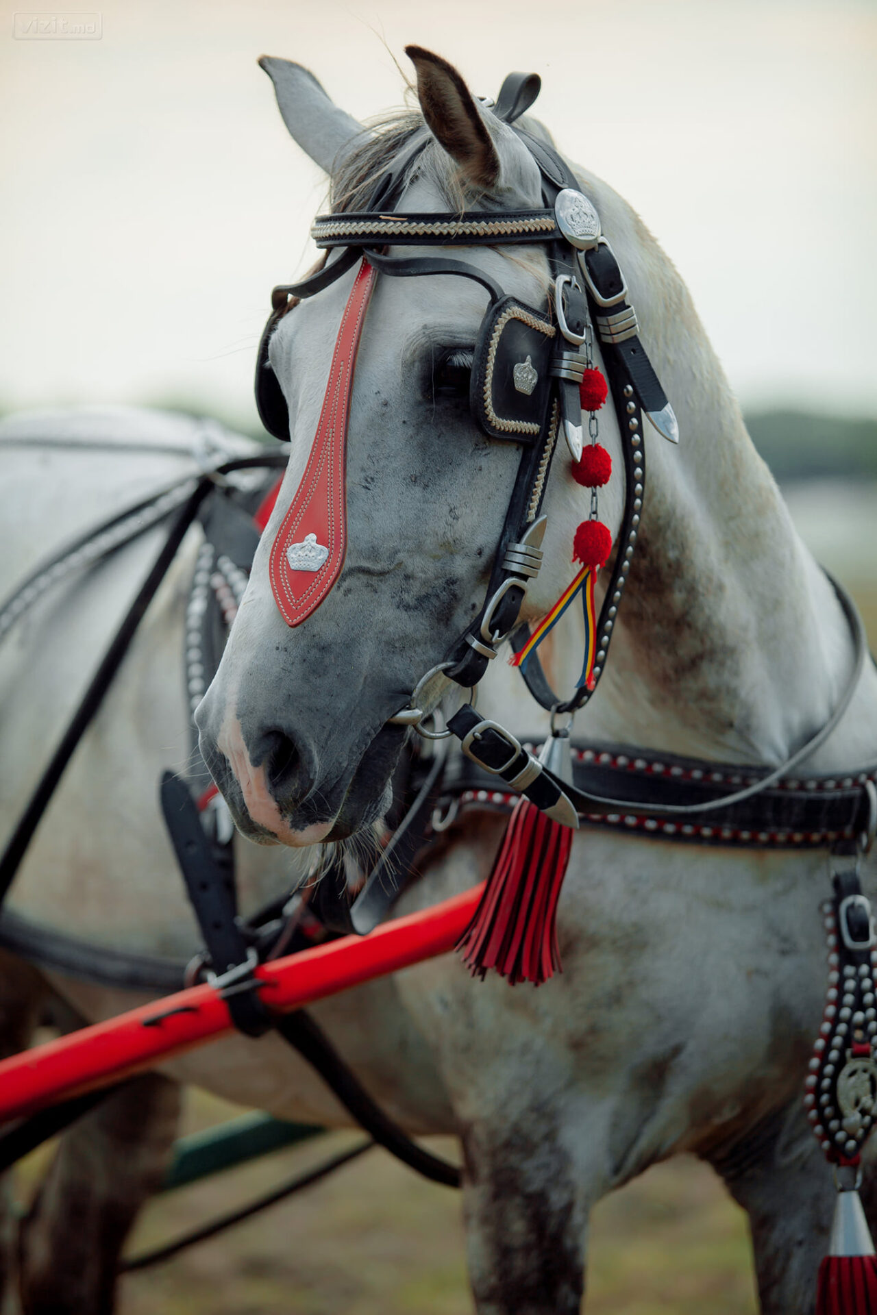 127238376_102616888363397_8404359711605181144_n