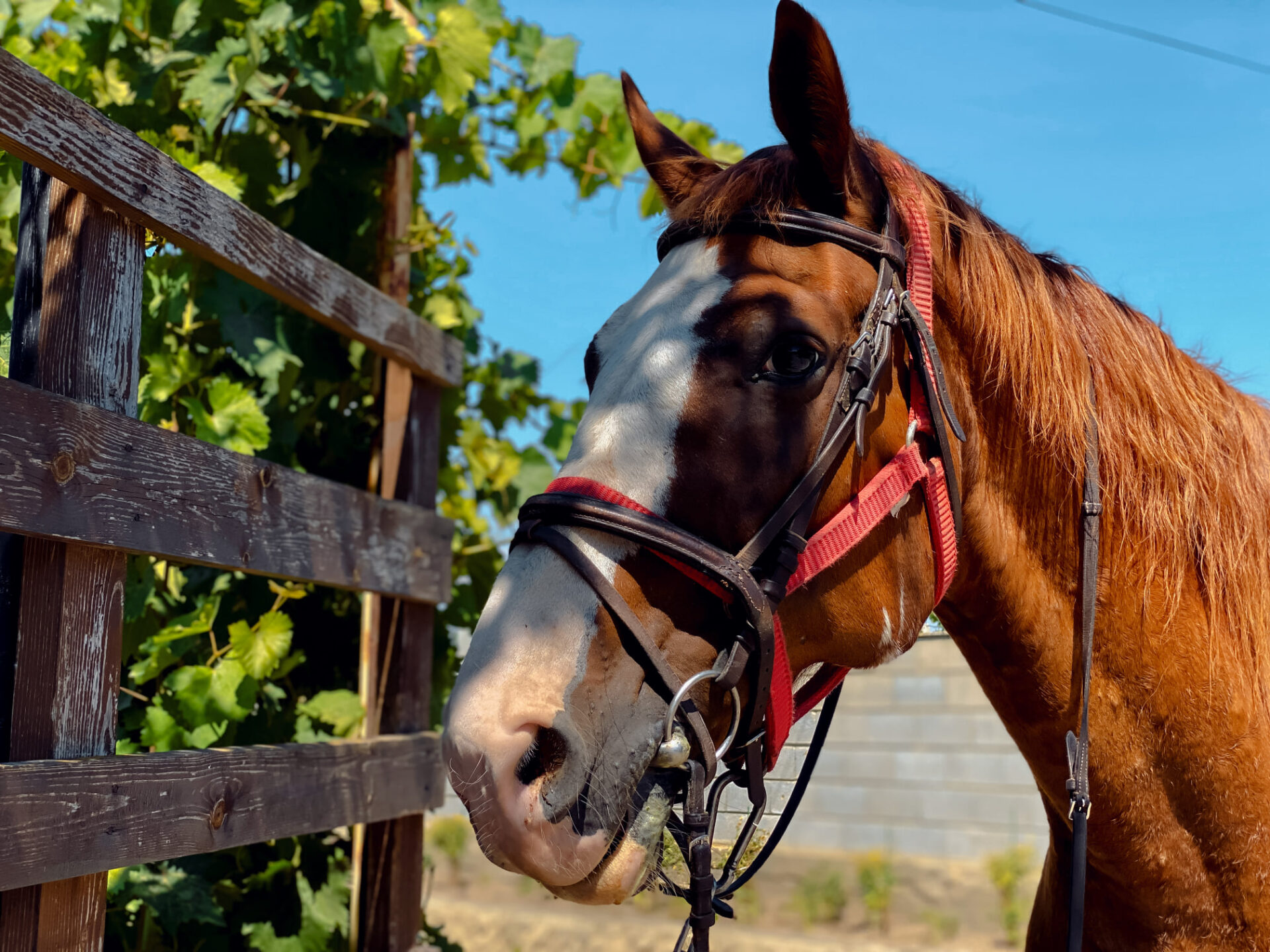 127963275_102616638363422_993041938866785911_n